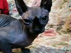 Кошка породы Сфинкс объявление продам