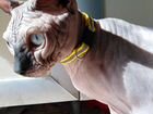 Канадский сфинкс, кот вязка объявление продам