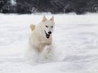 Собака породы Маломут Алясский (как хаски) объявление продам