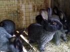 Кролики Полтавское Серебро объявление продам