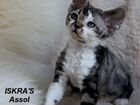Кудрявые котята породы девон рекс объявление продам