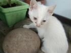 Котёнок-альбинос в хорошие руки объявление продам