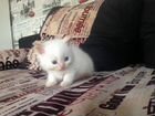 Котята экзото-персы объявление продам