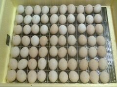 Яйцо инкубационное Пекинской утки