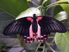 Живые тропические бабочки Papilio rumanzovia