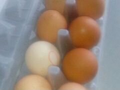 Яйцо кур-несушек для инкубации