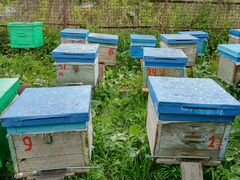 Пчелиные семьи с ульями Ульи с пчелами