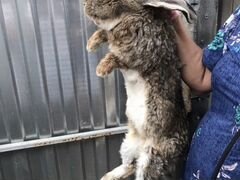 Кролики-великаны