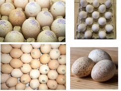 Инкубационное яйцо 14 февраля 2019