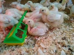 Инкубационное яйцо и суточные цыплята