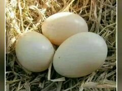 Индоутиные яйца