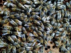 Отводки среднерусской породы пчёл
