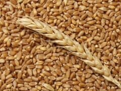 Ячмень пшеница комбикорм