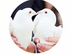 Белые голуби, для свадьб или праздников