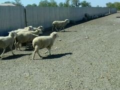 Шерсть северокавказской мясошерстной овцы