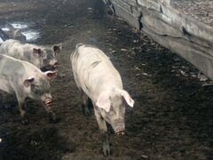 Маточное поголовье свиней