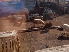 Продам овцы 24 взрослых и ягнята голов