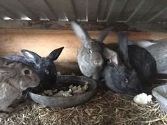 Продам кроликов, одногодки, 3 самки 2 самца