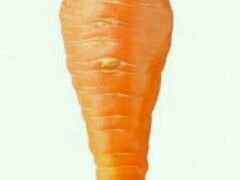 Морковь, картошка на корм животным