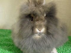 Декоративный длинношерстный серый кролик