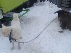 Продам собаку западно сибирская лайка