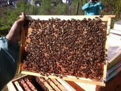 100 пчелопакетов, также новые рамки