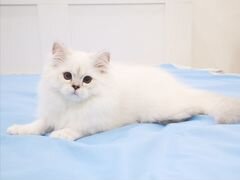 Британский котенок серебристая шиншилла