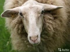 Закупаю Овцы Козы Говядина
