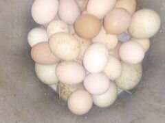 Яйцо инкубационное деревенская породистая мясо-яич