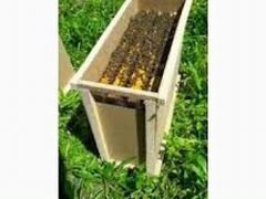 Продам супер пчелопакеты Бакфаст ф1 линия мкн 675