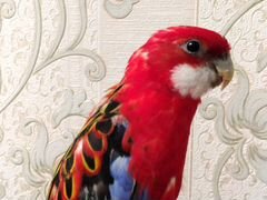 Попугай красная Розелла