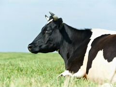 Продается яловая корова