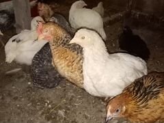 Цыплята домашних курочек
