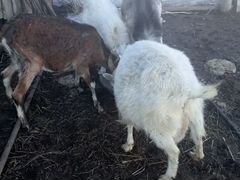3 козы и 1 козёл