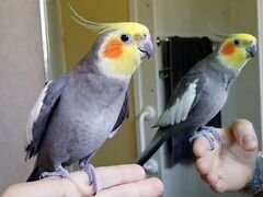 Попугай карелла
