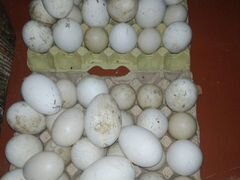 Яйца гусиные и утиные