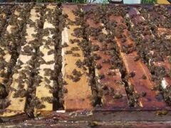 Продам пчелосемьи породы: карника, карпатка. Больш