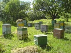 Пчелосемьи, отводки