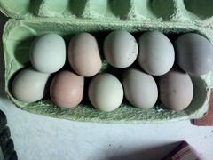 Яйцо на инкубацию Люкэйданцзы, Маран