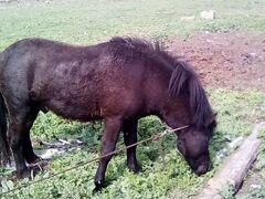 Продается конь шатланский пони
