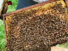 Продам Пчелосемьи с ульями