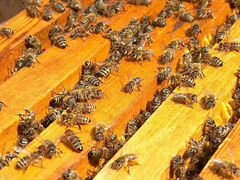 Продаю семьи пчёл (5 семей)