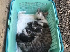 Кошка породистая с двумя котятами, прививки сделан