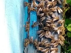 Пчелопакеты среднеруская а
