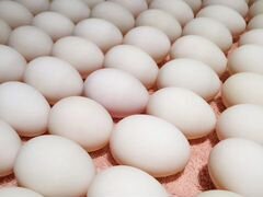 Инкубационные яйцо Кобб 500