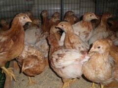 Продаются цыплята несушки порода Ломан браун и Хай