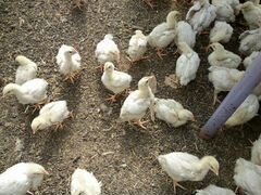 Куры цыплята бройлеров 1 месяц