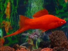Меченосец рубин - Аквариумная рыбка - С доставкой