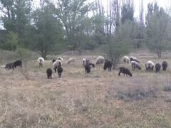 Романовские овцы и ягнята
