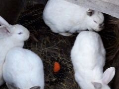 Кролики полудикие не порода